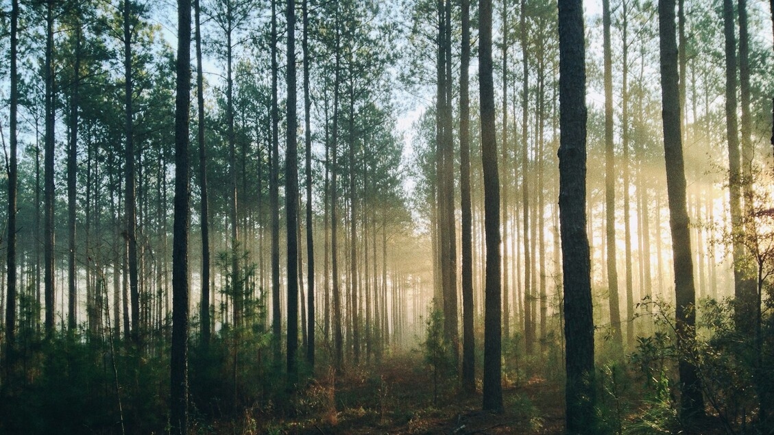 Forests will not be able to keep pace with the climate crisis