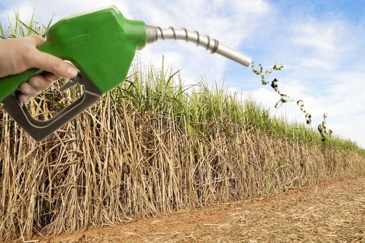 Il biocarburante utilizzato nelle auto potrebbe decimare le foreste
