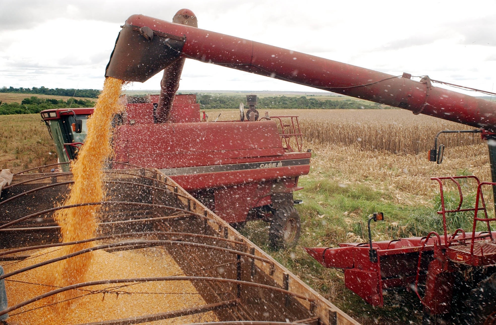 Conab announces R$300 million for rice producers in the 2025/26 harvest