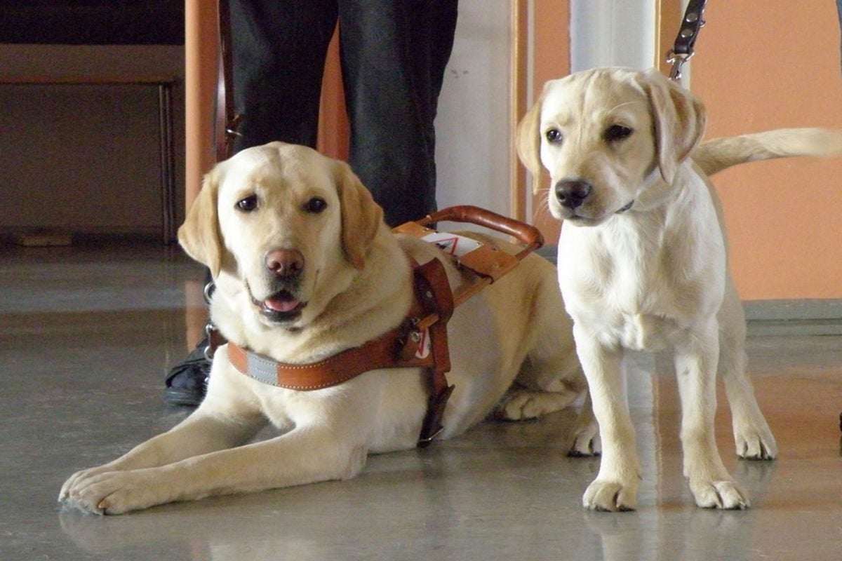 Cámara de Representantes aprueba proyecto de ley que prohíbe el uso de animales en pruebas de cosméticos