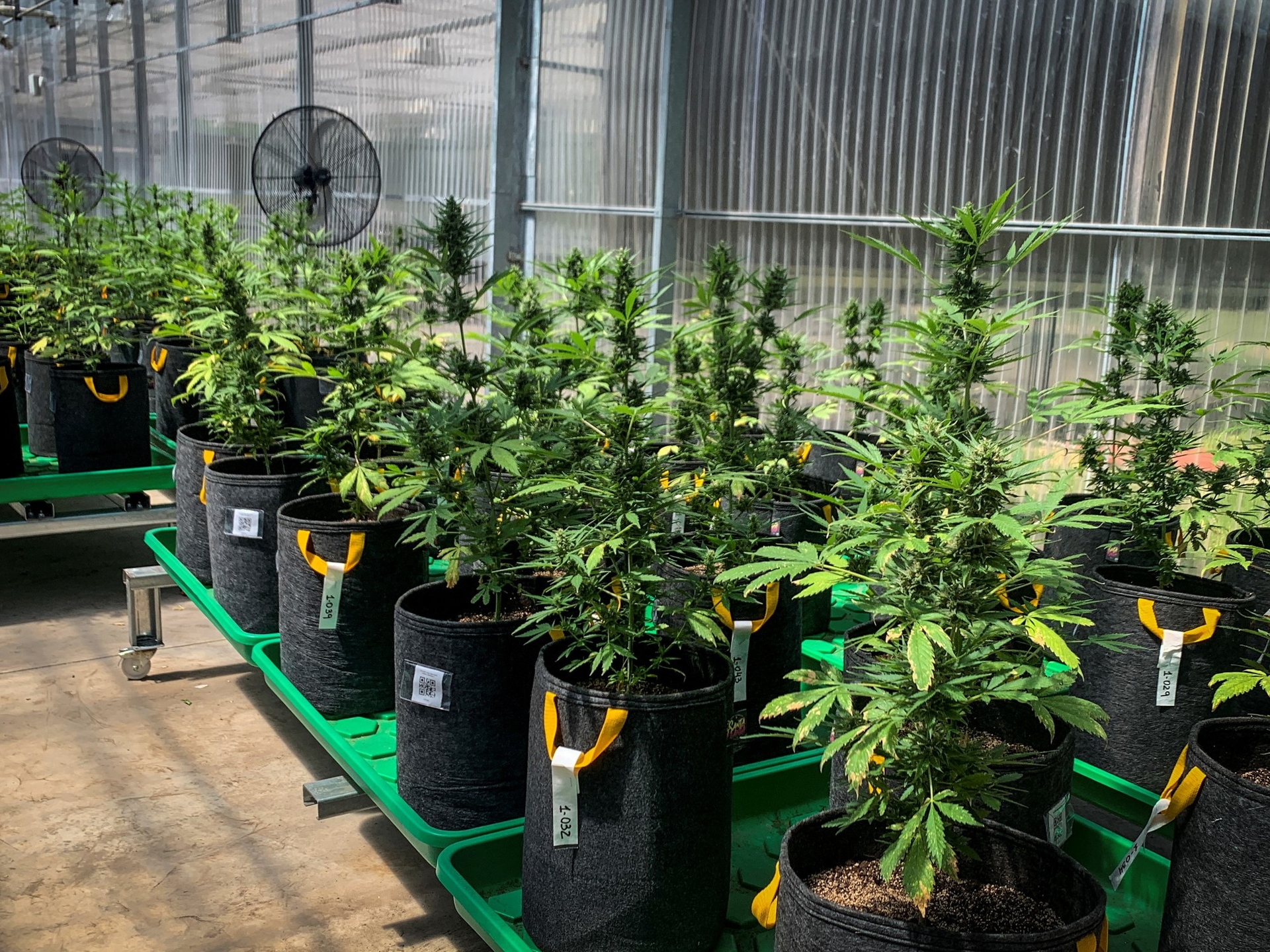 Medical cannabis: after warning of "improper and abusive use," the government established a new regulatory framework.