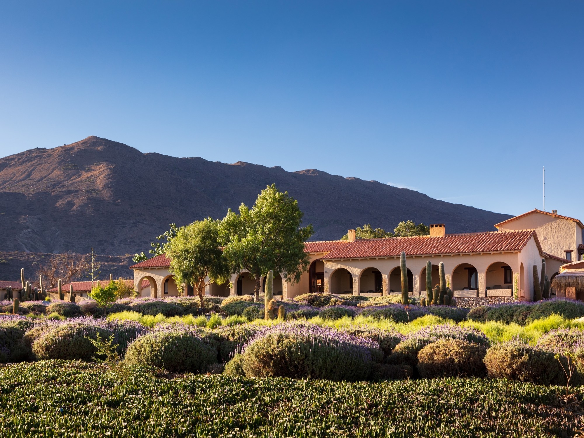 He searched for water with a pendulum in desert lands, fell in love with high-altitude wines, and opened a stunning museum: a trip to the vineyards of "Mad Hess."