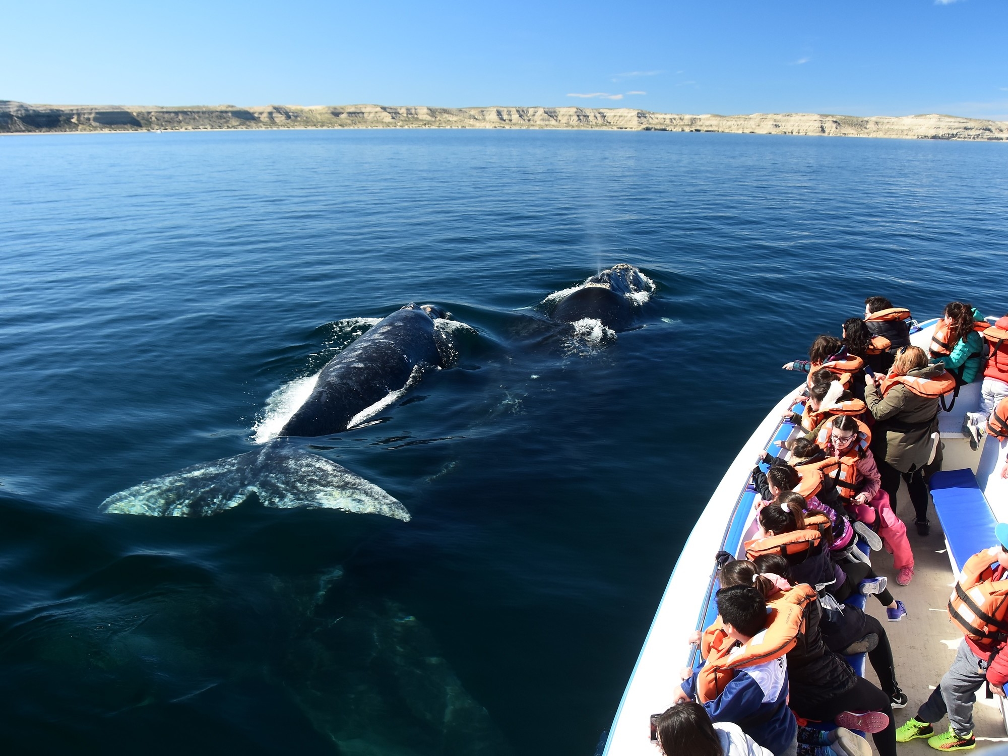 Wann beginnt die Walbeobachtungssaison in Puerto Madryn und wie hoch sind die Preise für Ausflüge im Winterurlaub?