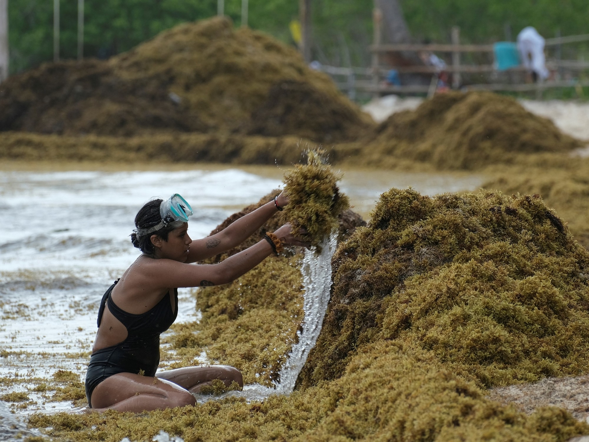 Alerta en las playas del Caribe por el sargazo que en 2025 ya es récord