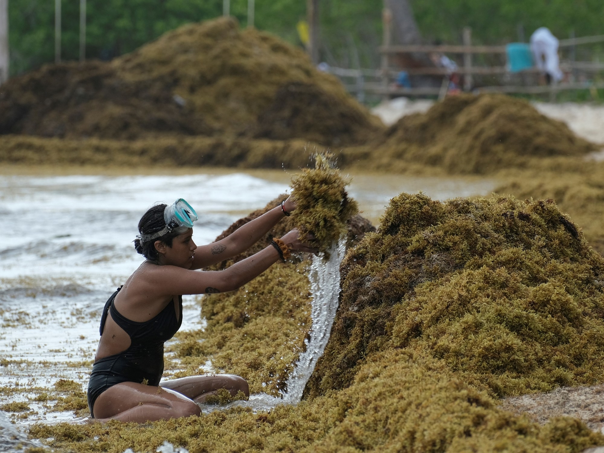 Alerta nas praias do Caribe devido ao sargaço, que já é recorde em 2025.