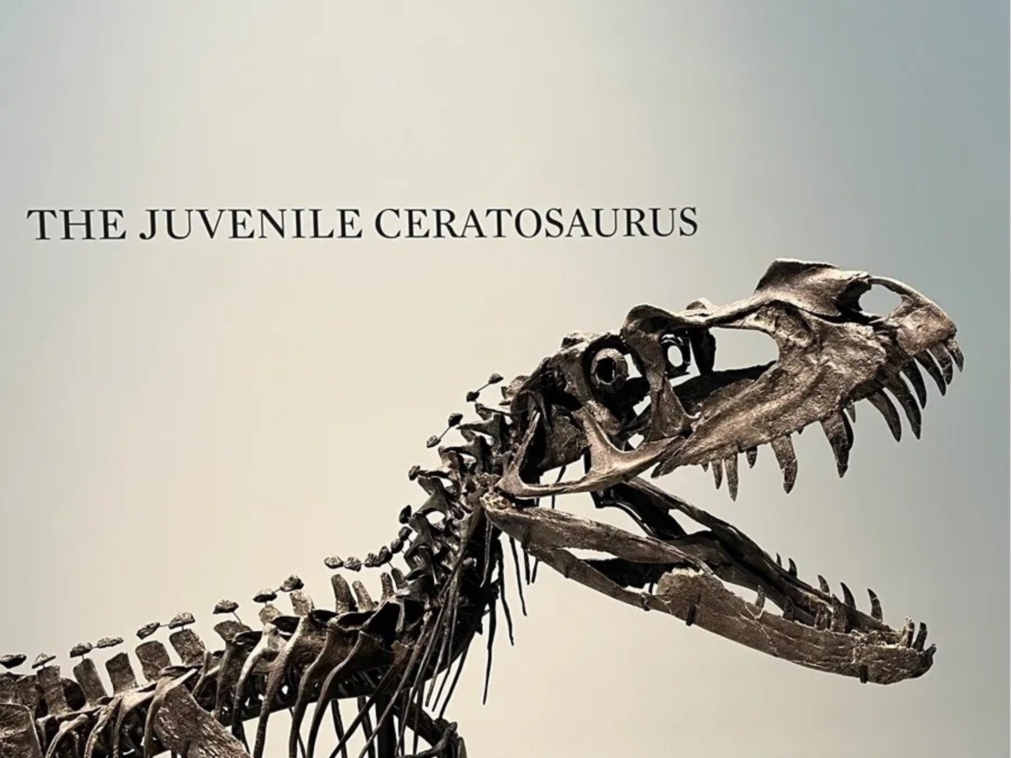 Sotheby's präsentiert den Star seiner neuen Auktion in New York: einen „Baby-Dinosaurier“