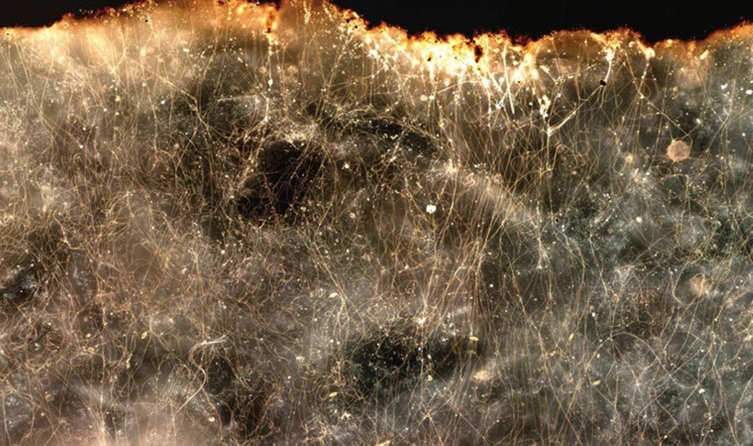 Des scientifiques ont découvert des bactéries conductrices d’électricité !