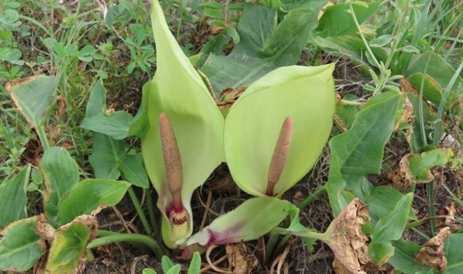 Une nouvelle espèce de plante coussin serpent fait son entrée dans la littérature