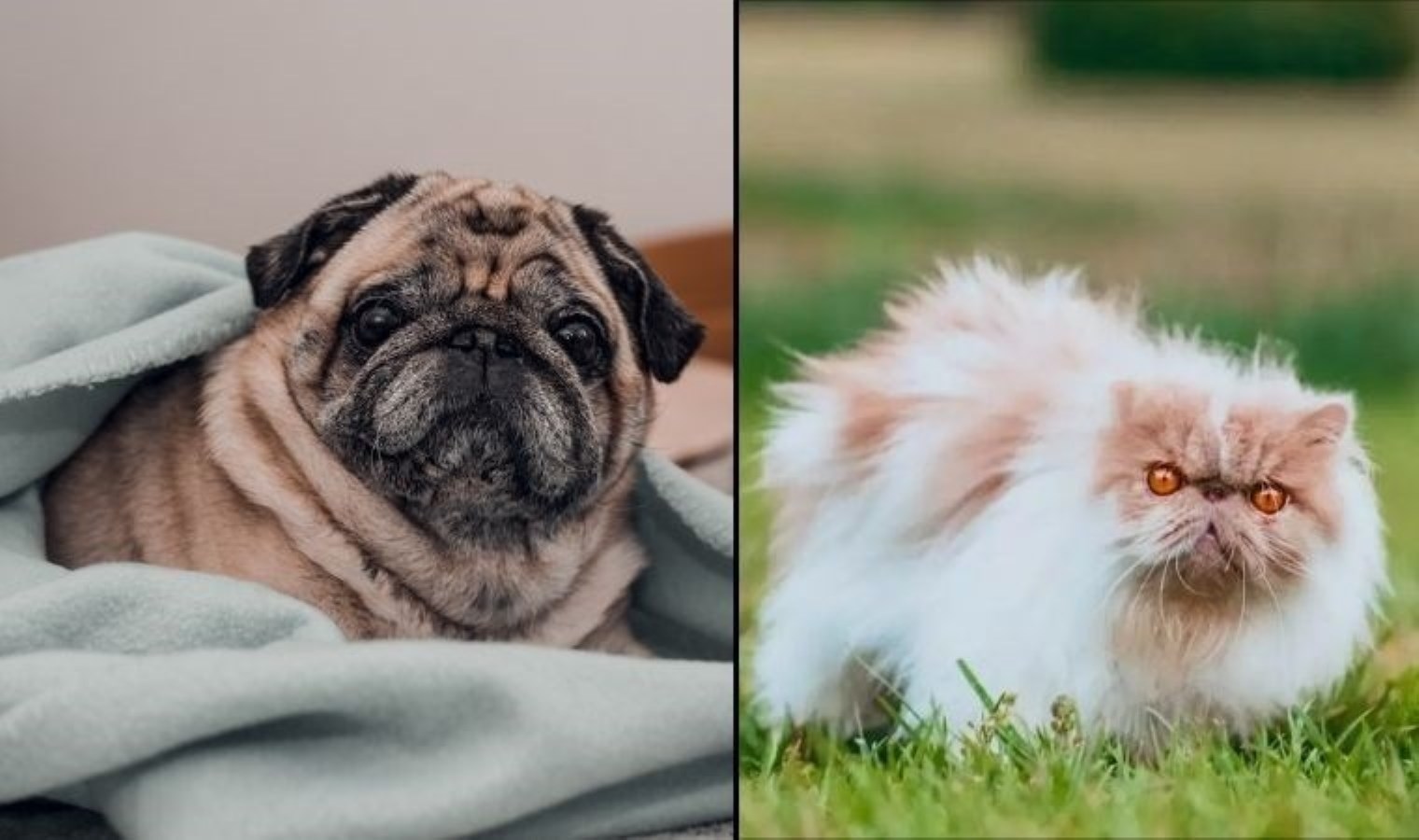 Pourquoi les chats et les chiens se ressemblent-ils ?