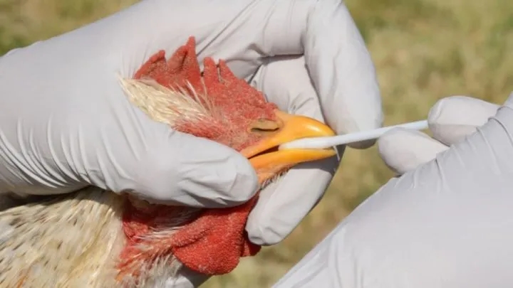 Vogelgrippe in Geflügelfarm in Setúbal festgestellt