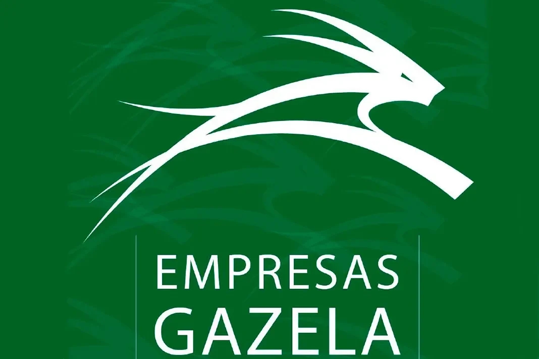 Aveiro region leads the ranking of 'gazelle' companies in the center of the country