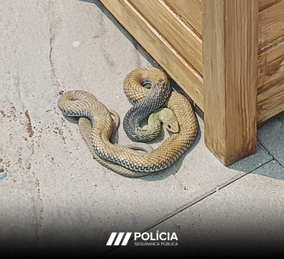 La PSP cattura un serpente ratto nel giardino di una casa