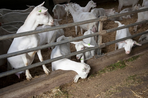 Goat farms again linked to pneumonia and more deaths