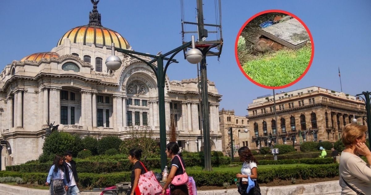 A capybara at Bellas Artes? A huge rat was captured in Mexico City.