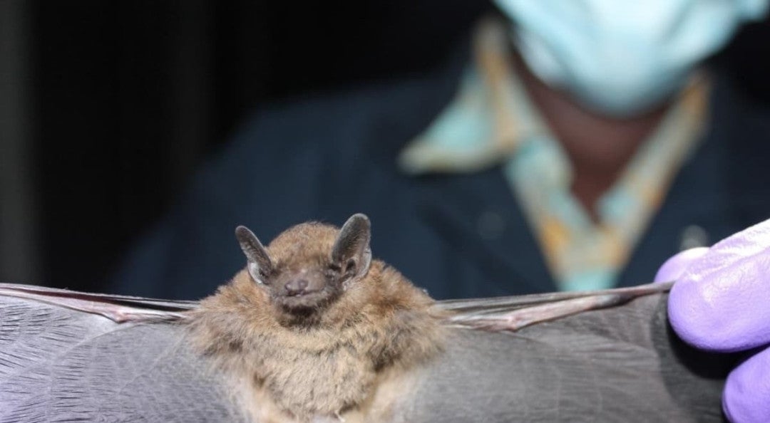 Il nuovo coronavirus nei pipistrelli non può essere trasmesso all'uomo