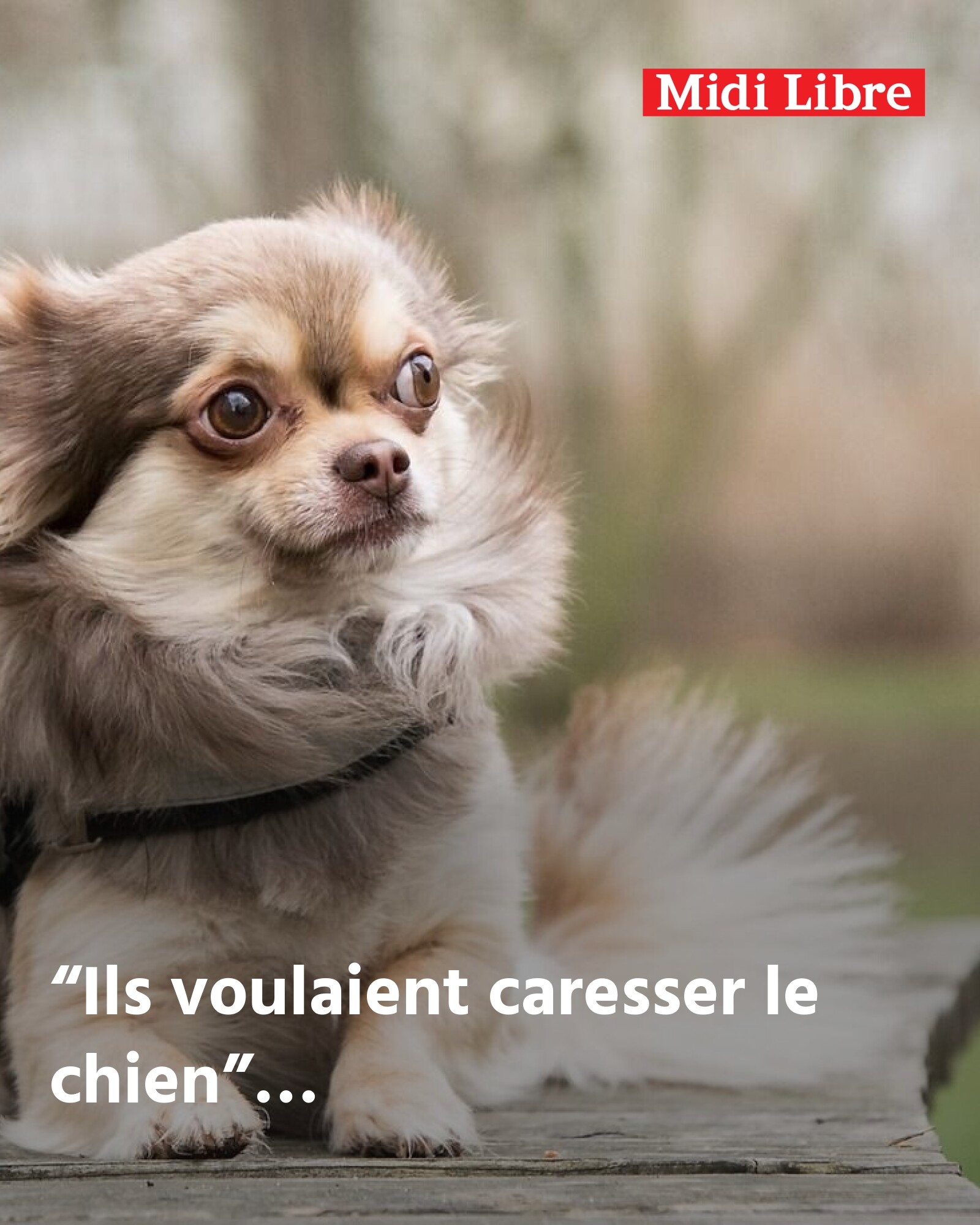 Montpellier (34): Chihuahua'sını gezdirirken iki adam onu elinden kapmaya çalıştı ve koltuk değnekleriyle vurdu; bir Faslı ve bir İtalyan tutuklandı, düzensiz bir durumda oldukları düşünülüyor