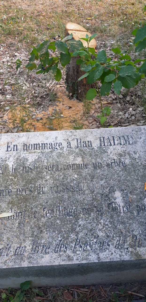 Épinay-sur-Seine (93): 2006 yılında "Gang des Barbares" kurbanı olan Ilan Halimi anısına dikilen zeytin ağacı kesildi; belediye başkanı "antisemitik bir eylem" olduğunu ve şikayette bulunacağını duyurdu