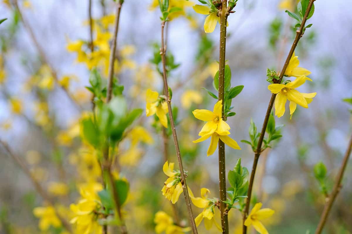 Forsythien beschneiden: Wann und wie (mit Fotos)