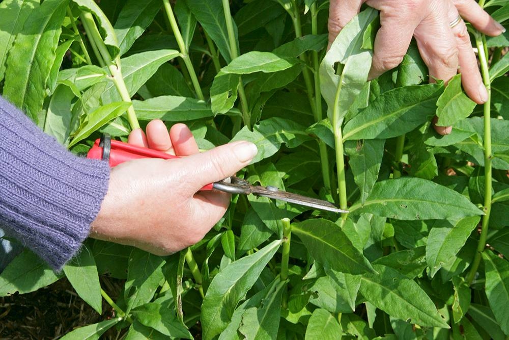 12 gardening jobs you can do after the Ice Saints!