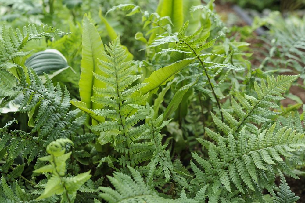 Top 11 ground covers against weeds