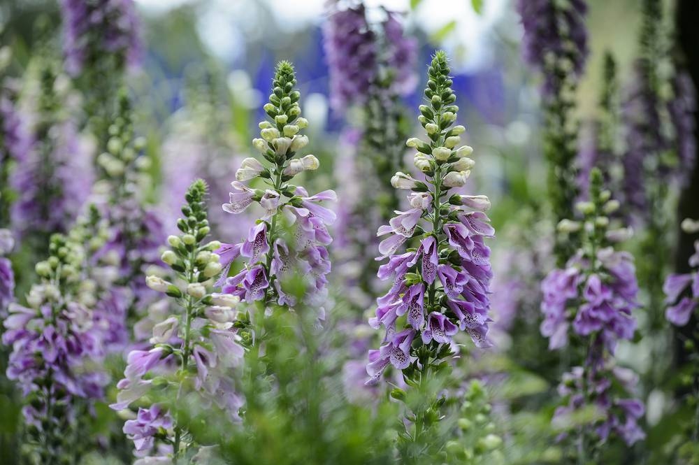 Estas são as nossas 8 flores favoritas para semear em julho