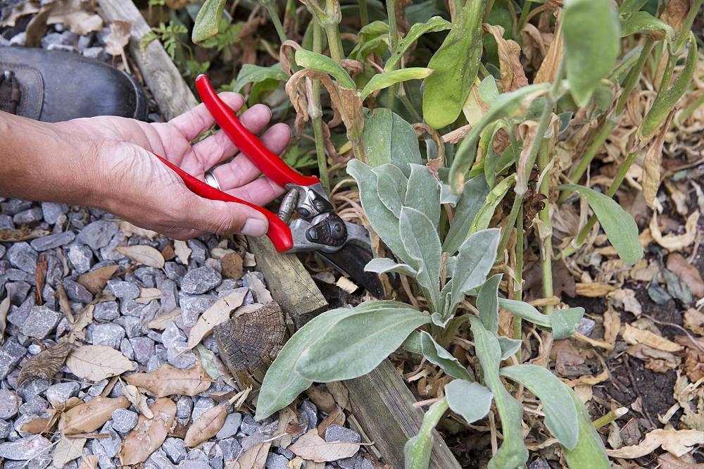 This is what you can prune in July (and this is what you can't)