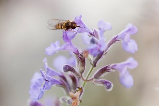 14 Nectar-Rich Flowers for Pollinators