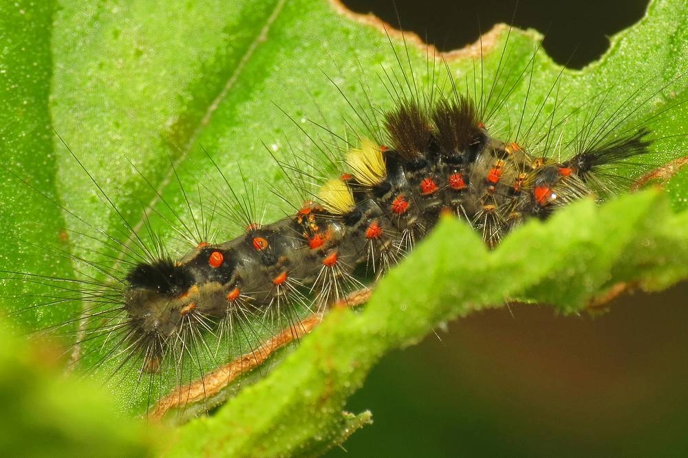 Identificando lagartas: estas são as espécies (com fotos)