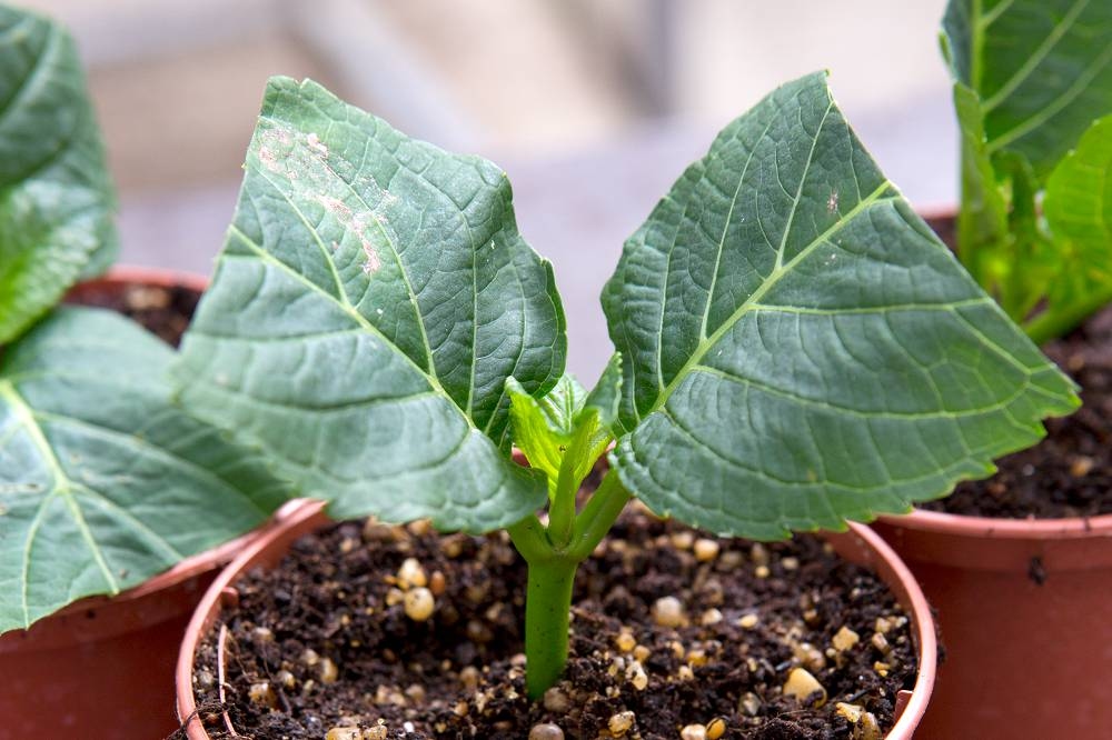 Mudas de hortênsia: plano passo a passo para mais flores no verão