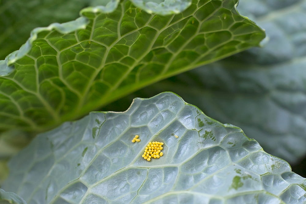 Are bugs like aphids eating your plants? Here's what you can do about it.