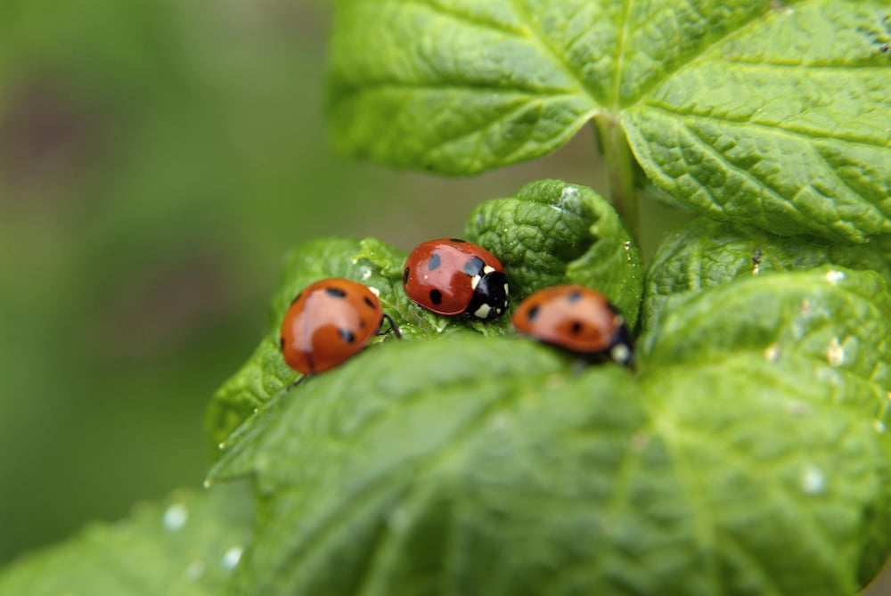 10 dicas práticas para jardinagem orgânica