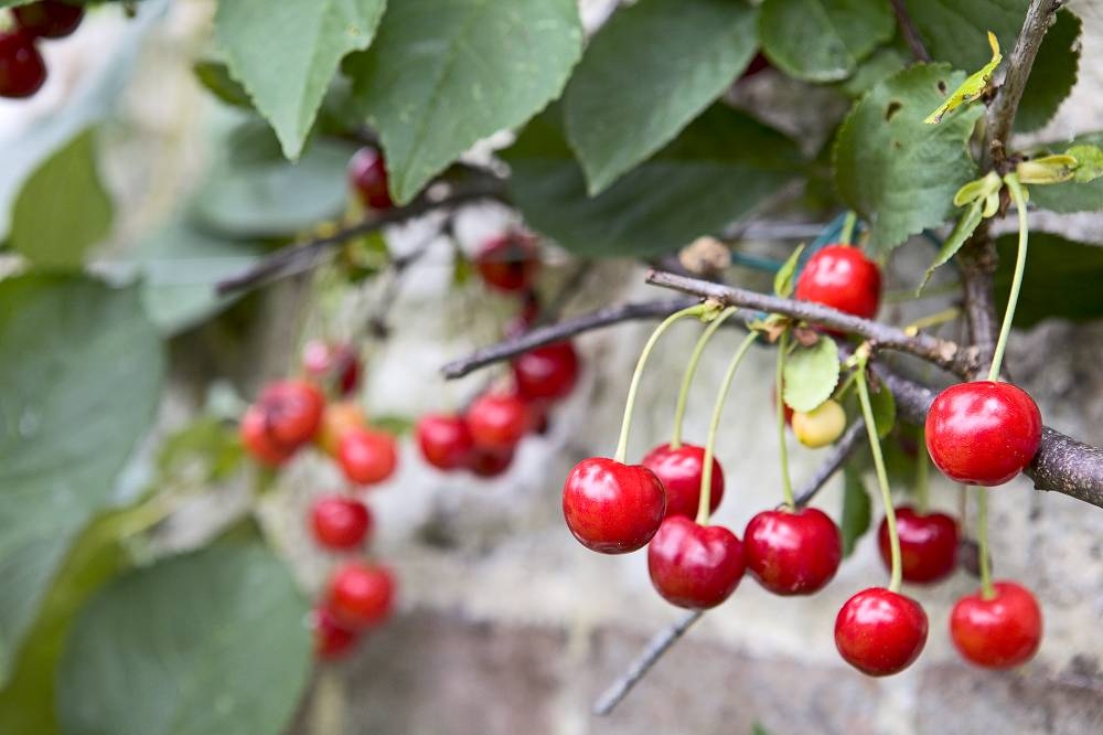 More than 9 things you can do in the vegetable garden in July
