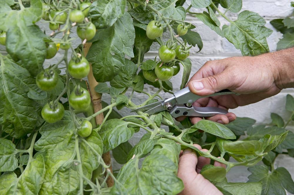 This is what curly leaves on tomatoes mean (and what you can do about it)
