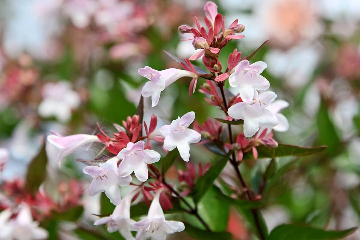 Estas 11 plantas de baixa manutenção quase não requerem cuidados