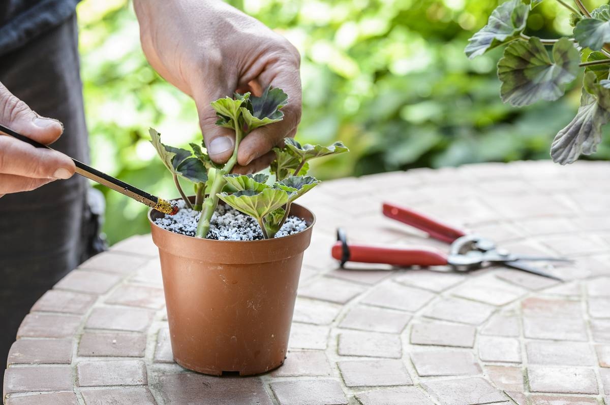 Plant cuttings: everything you need to know
