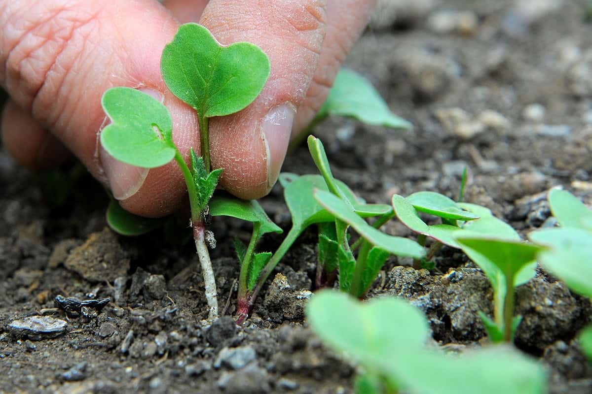 Sowing vegetables in May: 7 crops to sow now