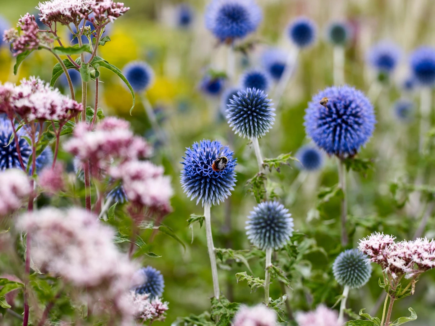 On vacation? These 12 garden plants can survive two weeks without water