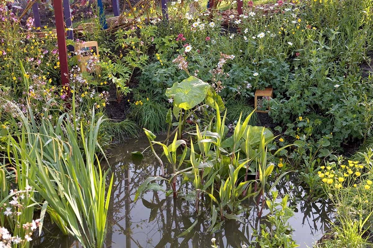 13 coisas para fazer no jardim no início de junho