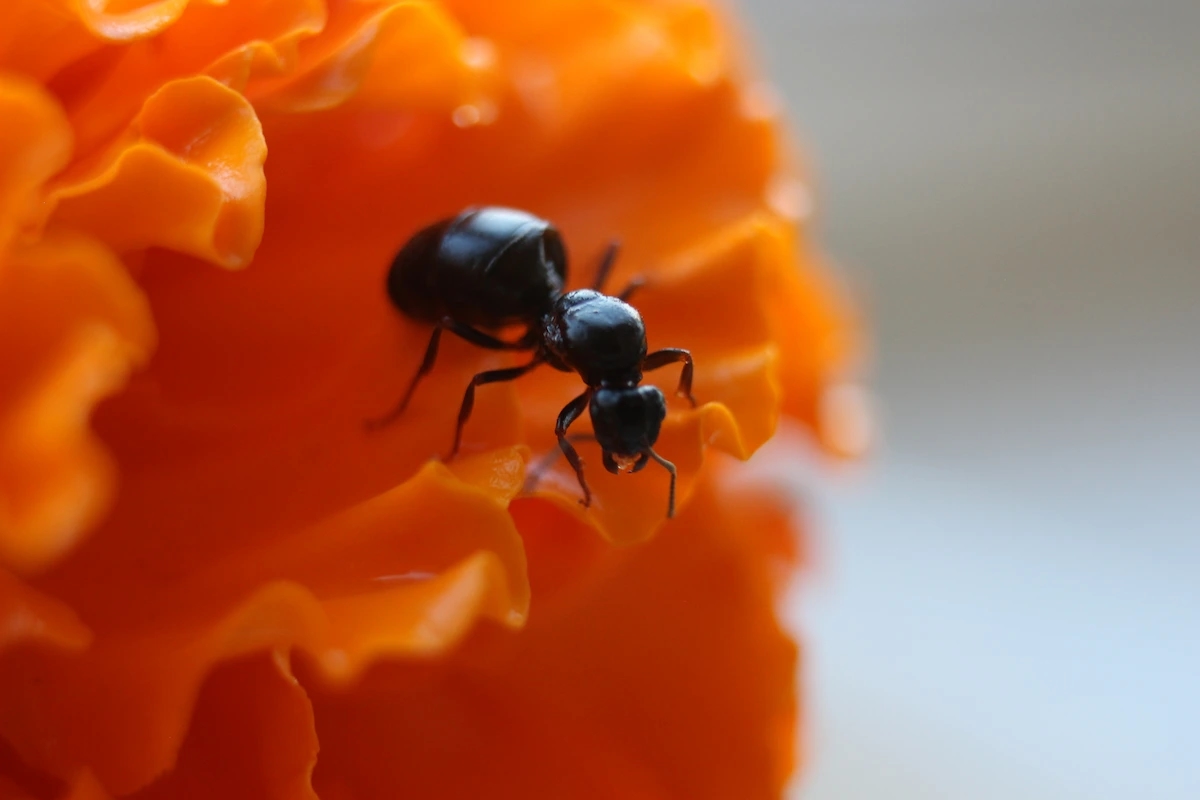 Troubled by ants in the garden? 4 ways to combat them without poison