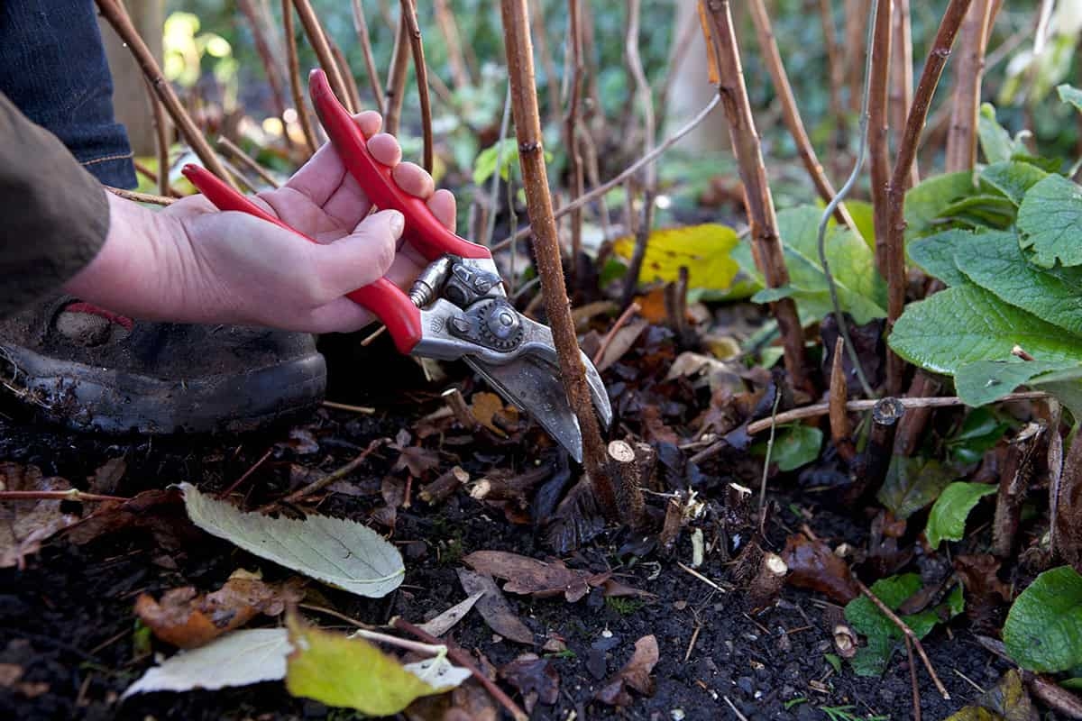Nu aan de slag in de tuin? Deze 13 klusjes doe je deze novemberweek