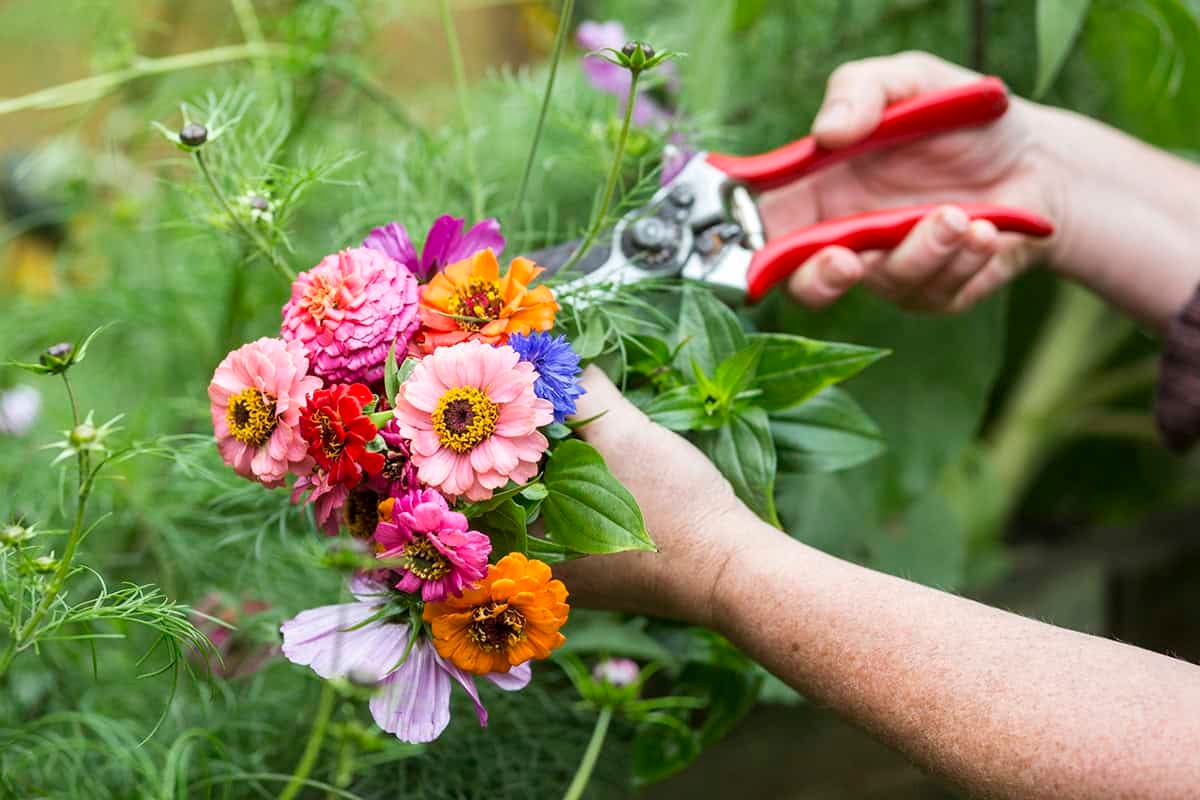 Semeando Zinnias: siga estes passos