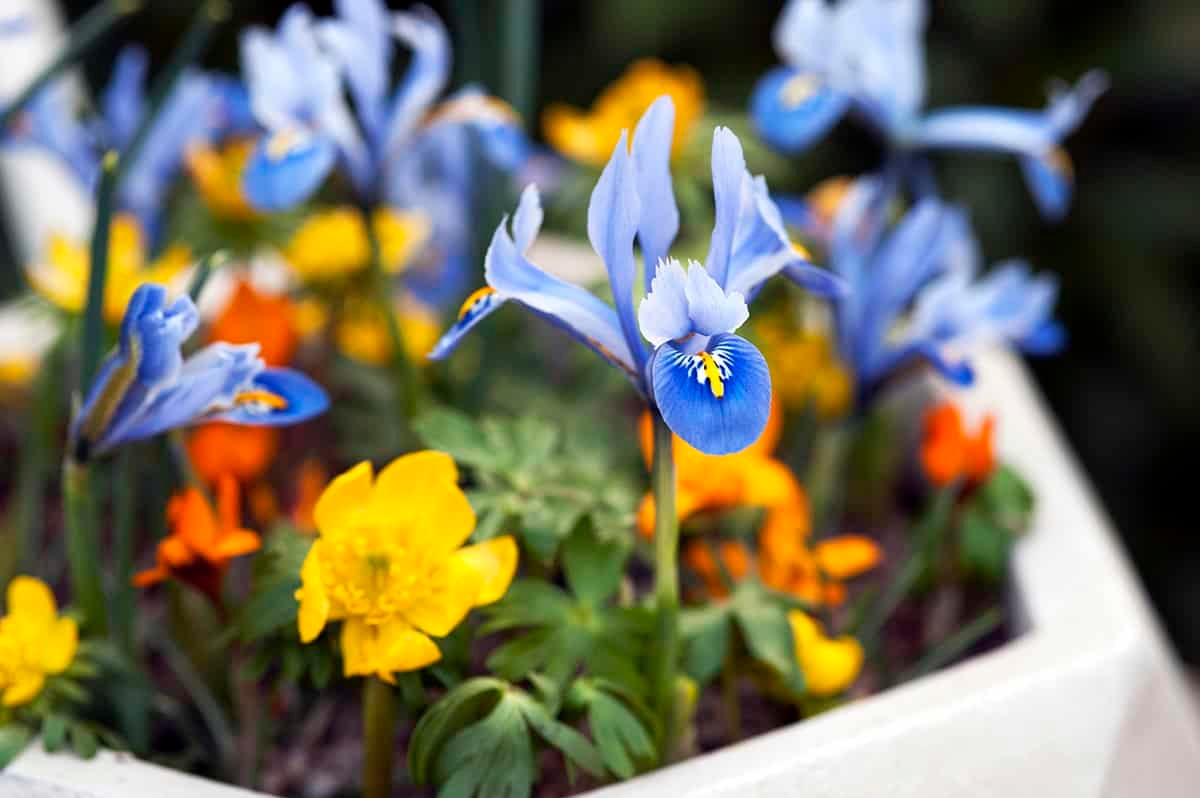 Estas son las 12 cosas que debes hacer en el jardín a finales de febrero