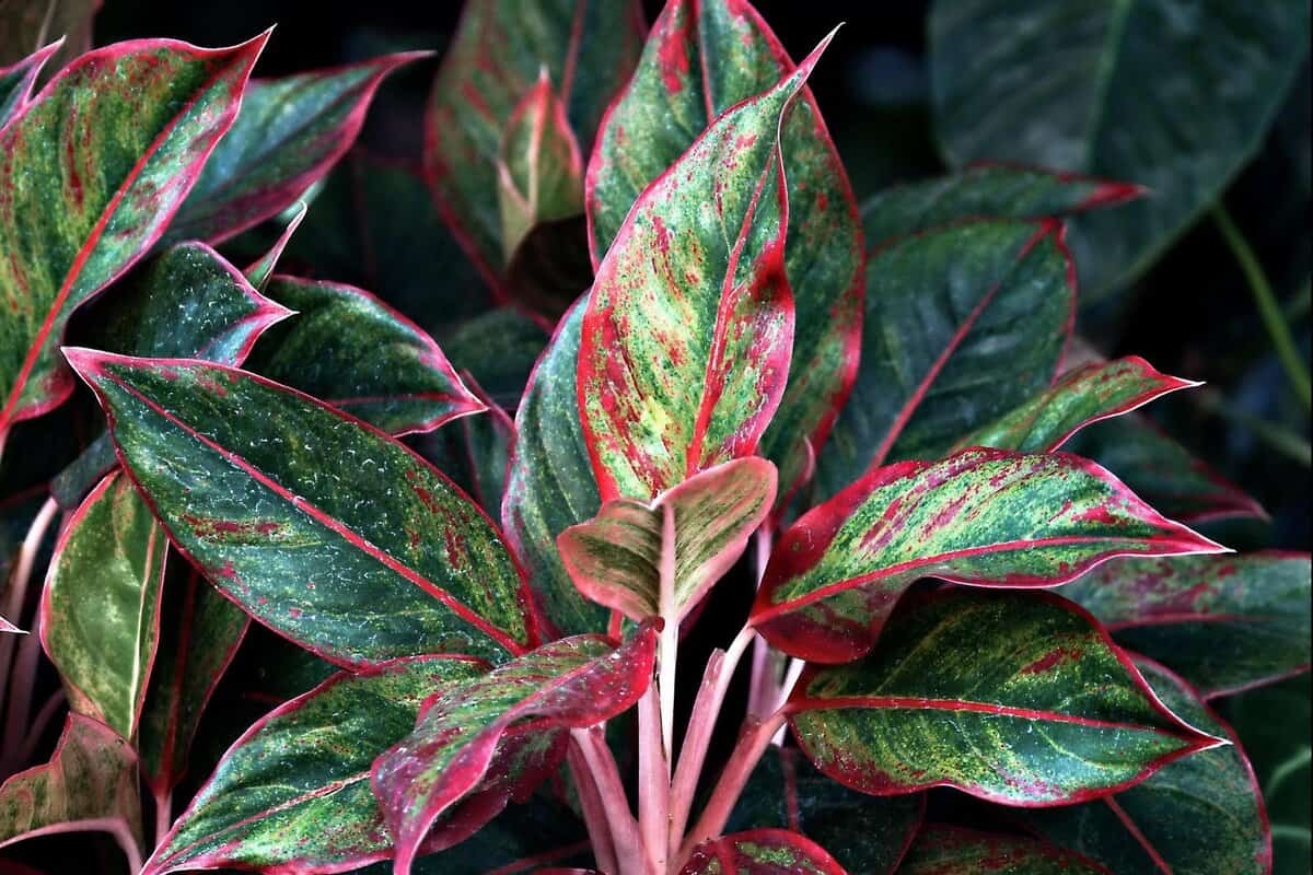 As 10 melhores plantas domésticas fáceis para todos os lugares da casa
