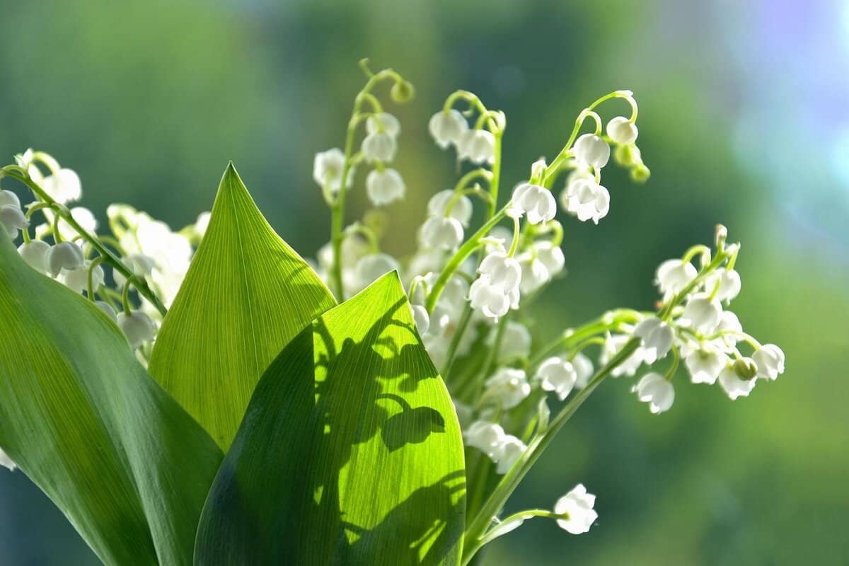 These 13 Beautiful Plants Could Be a Pest in Your Garden (And Here's How to Fix It)
