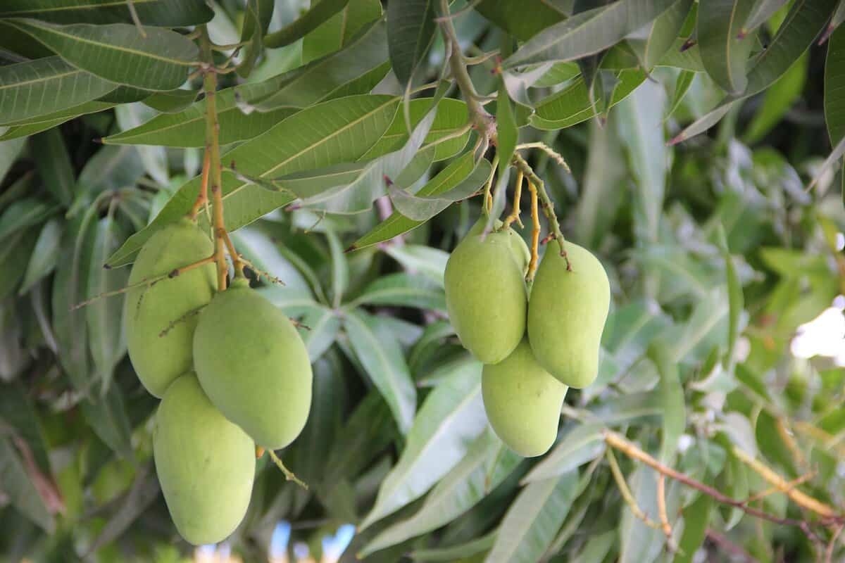 Sadzenie pestki mango: oto jak to zrobić krok po kroku