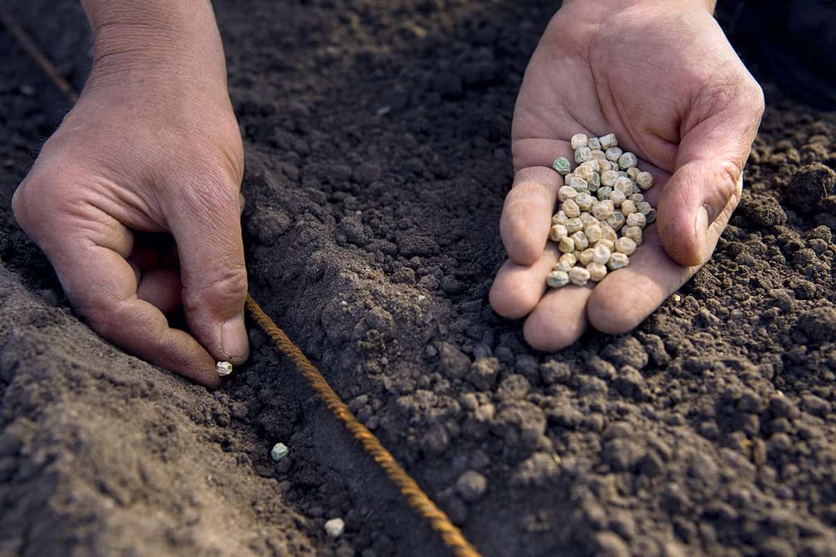 You can sow all these vegetables in November