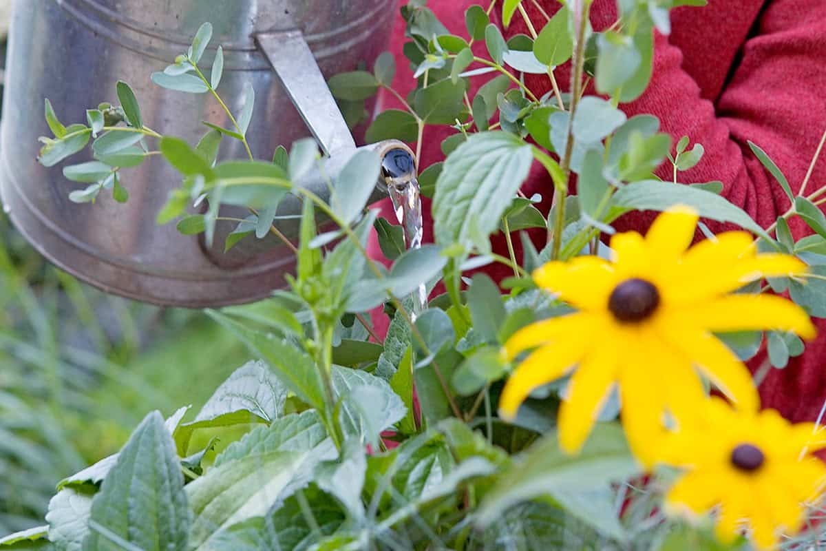 Don't panic! Here's how to help your potted plants survive the summer heat