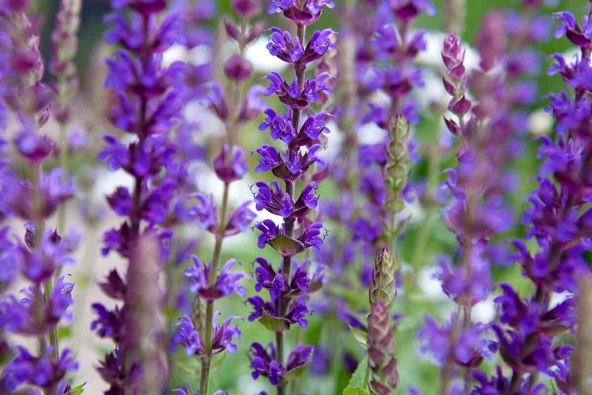 12 gardening jobs you shouldn't skip this June week