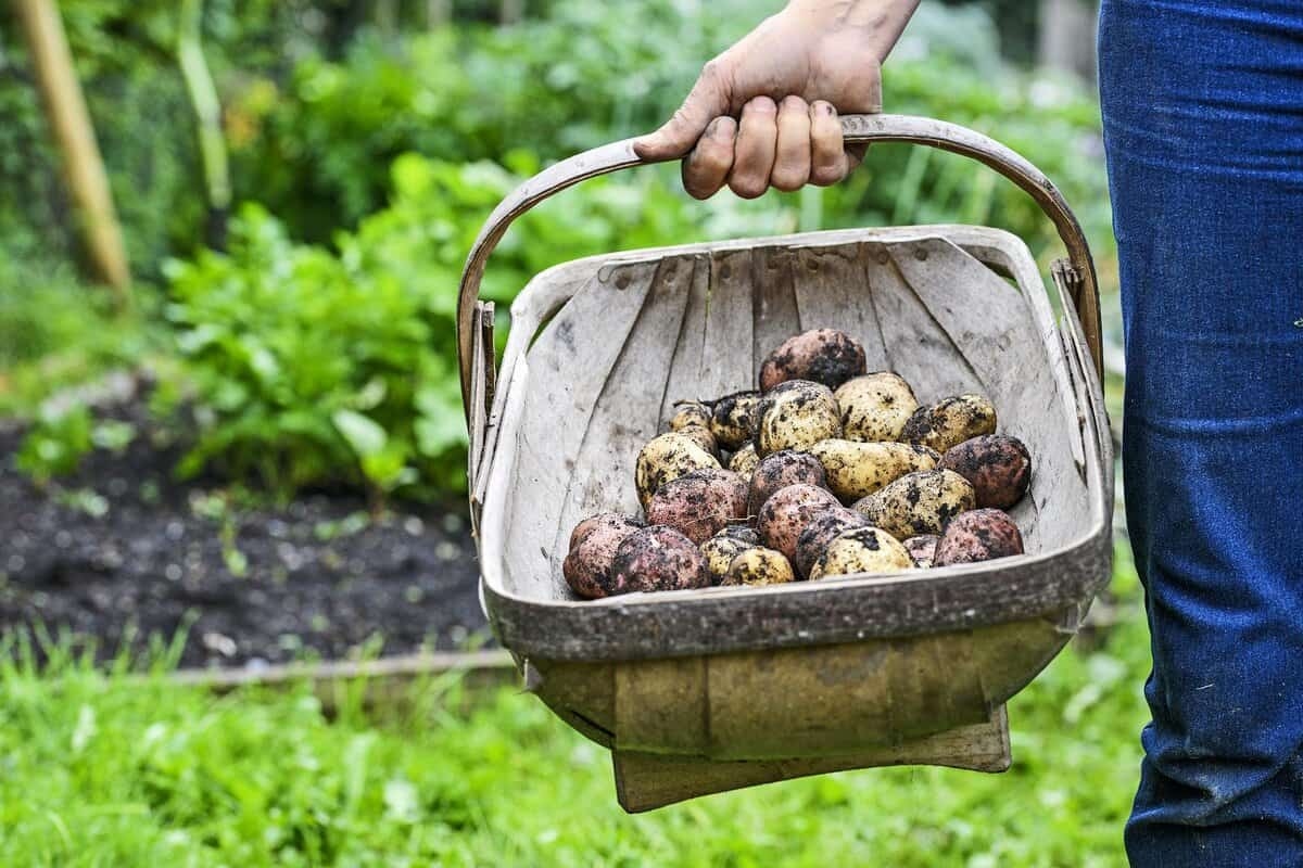 When to harvest potatoes? How to recognize the right moment