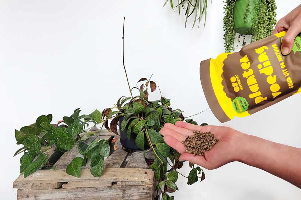 Alimente suas plantas com pellets de lã (concurso)